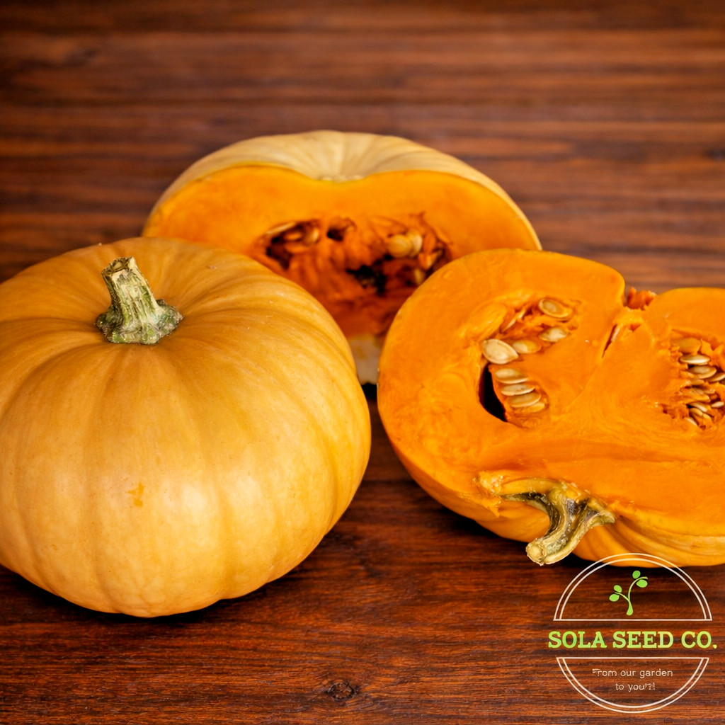 10 RARE Organic Doran Winter Squash Seeds. Heirloom. Sweet & Delicious Non-GMO