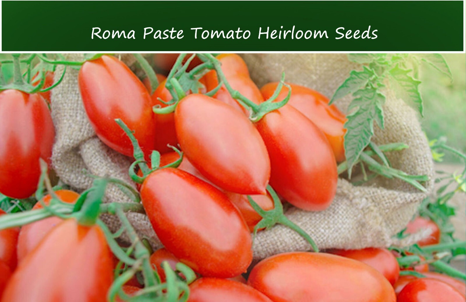 Vegetable Seeds -Roma Paste Heirloom Tomato – 20 Seeds