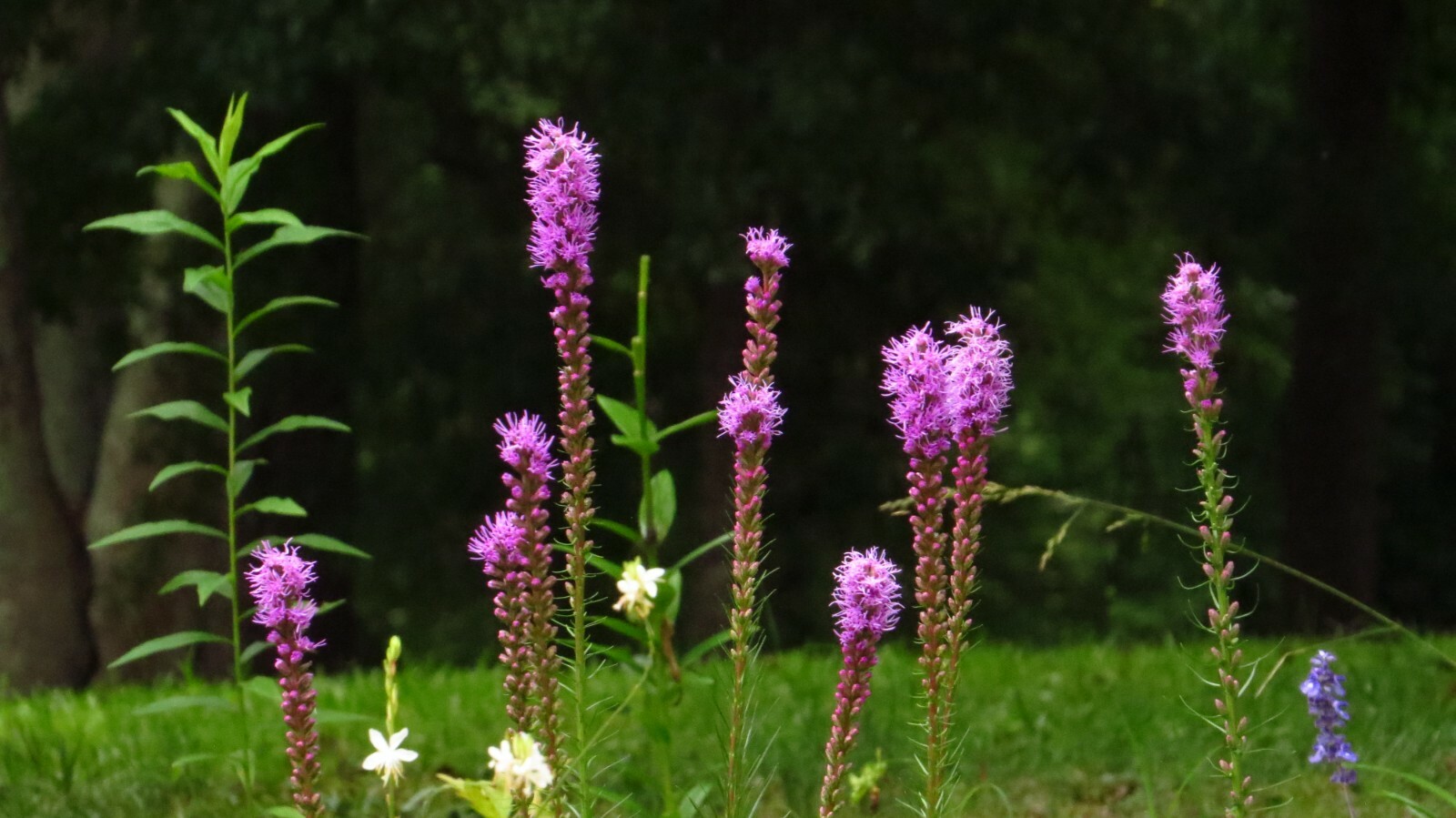 300+ Bright Purple Gayfeather/Blazing Star Flower Seeds.Perennial Native Flower.