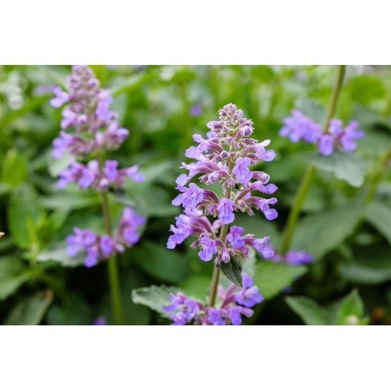 50 PERSIAN CATMINT Mussins Nepeta Racemosa Flower Seeds