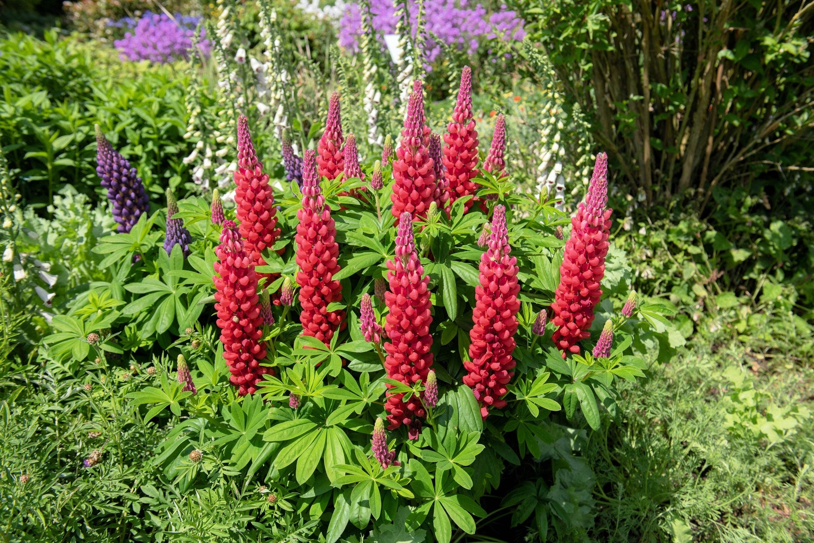 25 RED LUPINE ‘MY CASTLE’ Lupinus Polyphyllus Scarlet Russell Lupin Flower Seeds