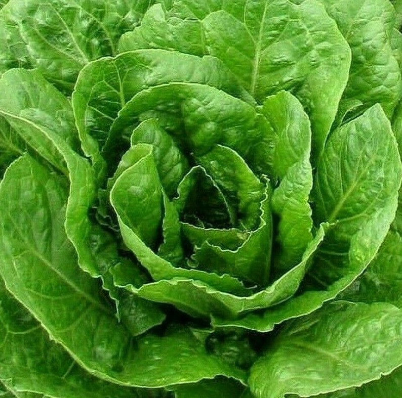 BUTTER CRUNCH LETTUCE SEEDS 1000+ BUTTERHEAD GARDEN salad GREENS FREE SHIPPING
