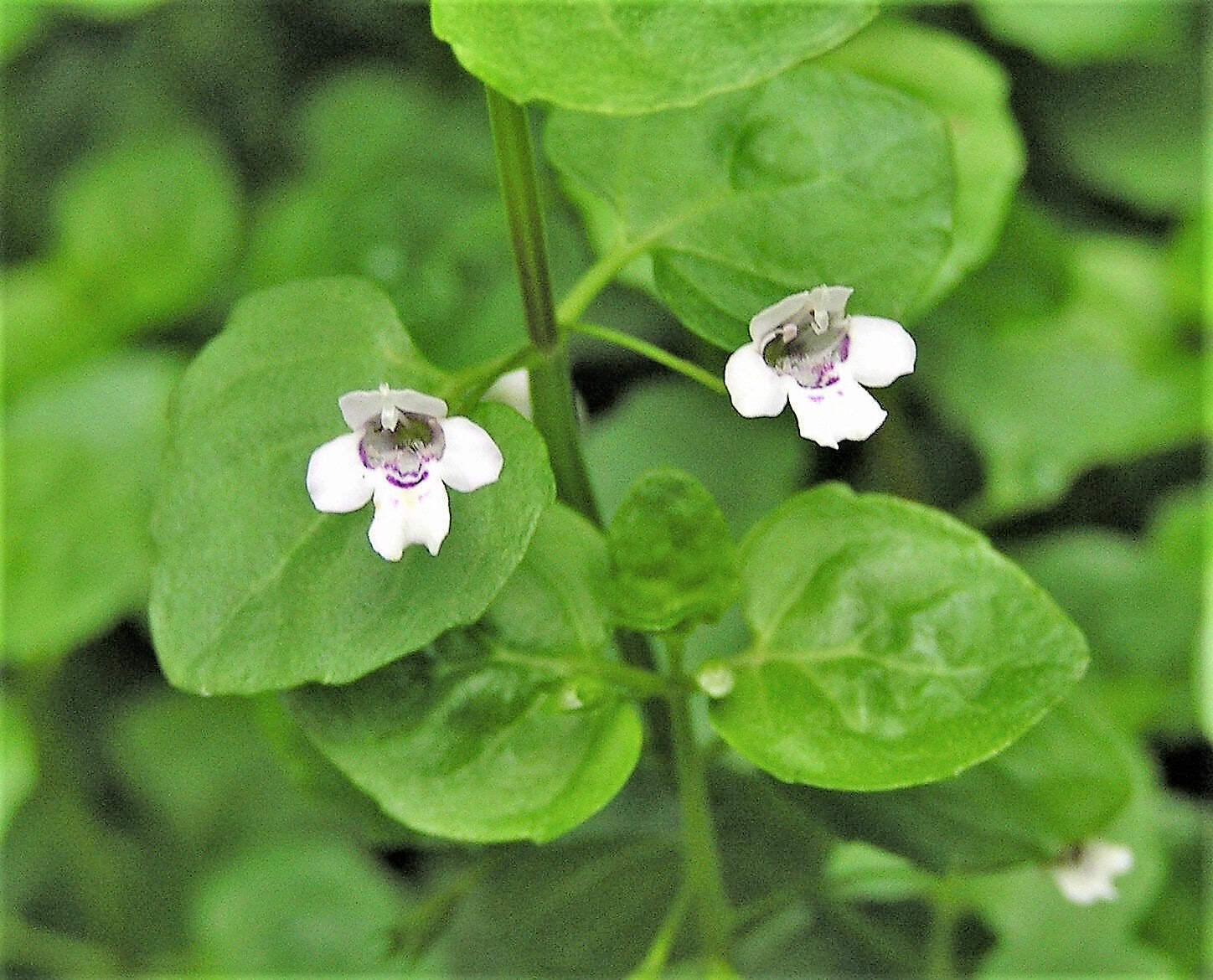 1000 Bulk CORSICAN MINT Mentha Requienii Herb Fragrant Ground Cover Flower Seeds