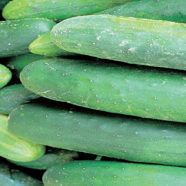 20+ muncher cucumber seeds