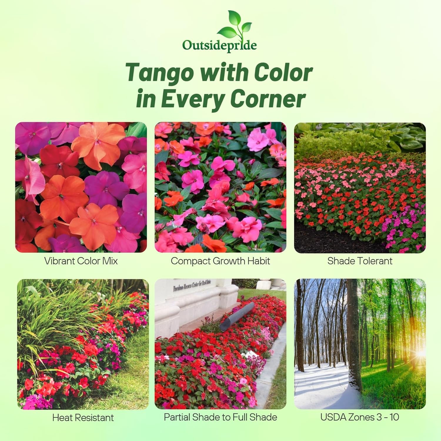 100 Seeds Impatiens Walleriana Seed Mix For Planting – Tango Mix Flower Seeds