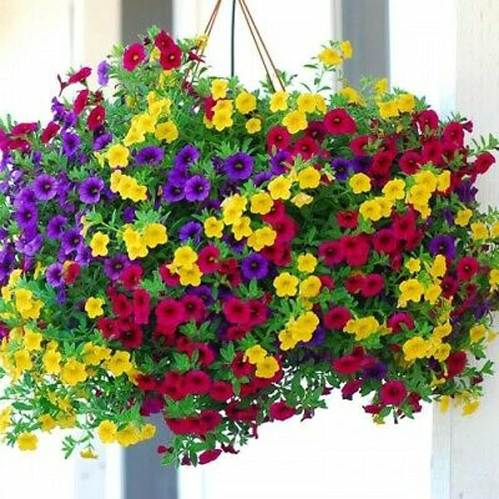 Perennial Hanging Petunia Seeds – 300 Heirloom Seeds for Spring to Fall Blooms