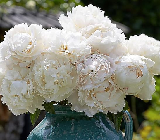 Gardenia Double White Peony Bulbs – One of The Finest and Strongest White Peo…