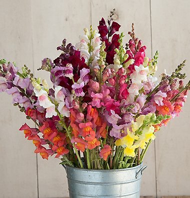 Snapdragon Greenhouse Forcing Potomac GF3-4 Mix 500 seeds