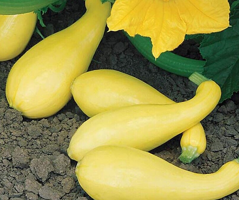20 Quality Fresh Early Summer Crookneck Summer Premium Squash Seeds-A 25