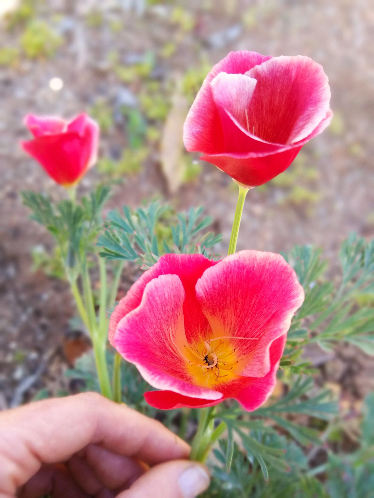 Carmine California Poppy Seeds | Pink Rose Purple Flower Seed 2024 Fast Shipping