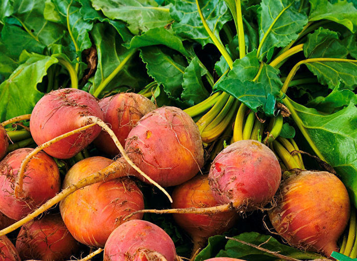 GOLDEN DETROIT BEET SEEDS * ROUND GOLDEN YELLOW * 100 COUNT PKT. *