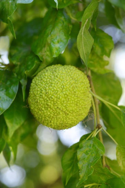12 Osage Orange Tree Seeds