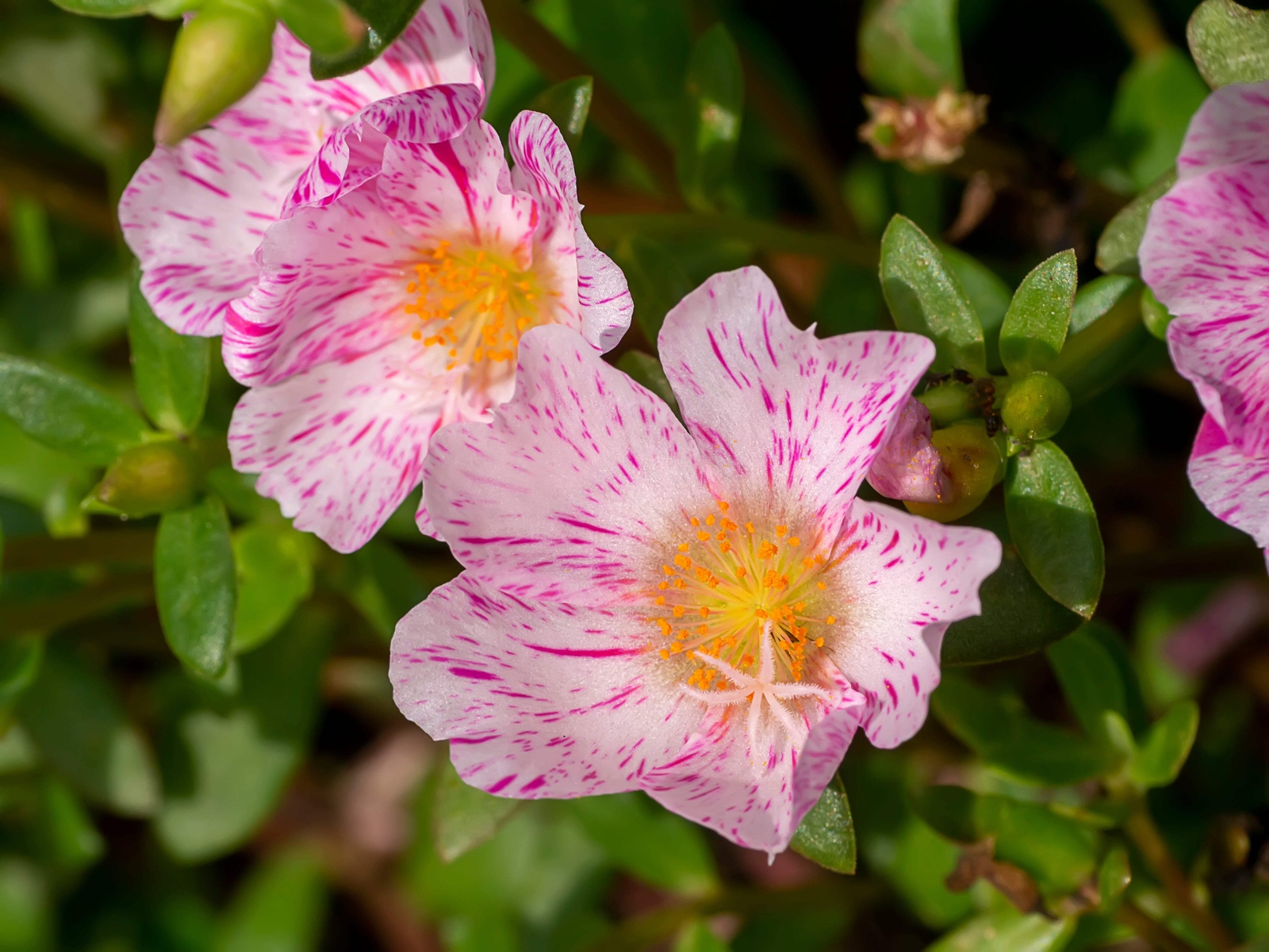 40 Sundial PEPPERMINT PORTULACA Grandiflora Moss Rose Pink Streaked Flower Seeds
