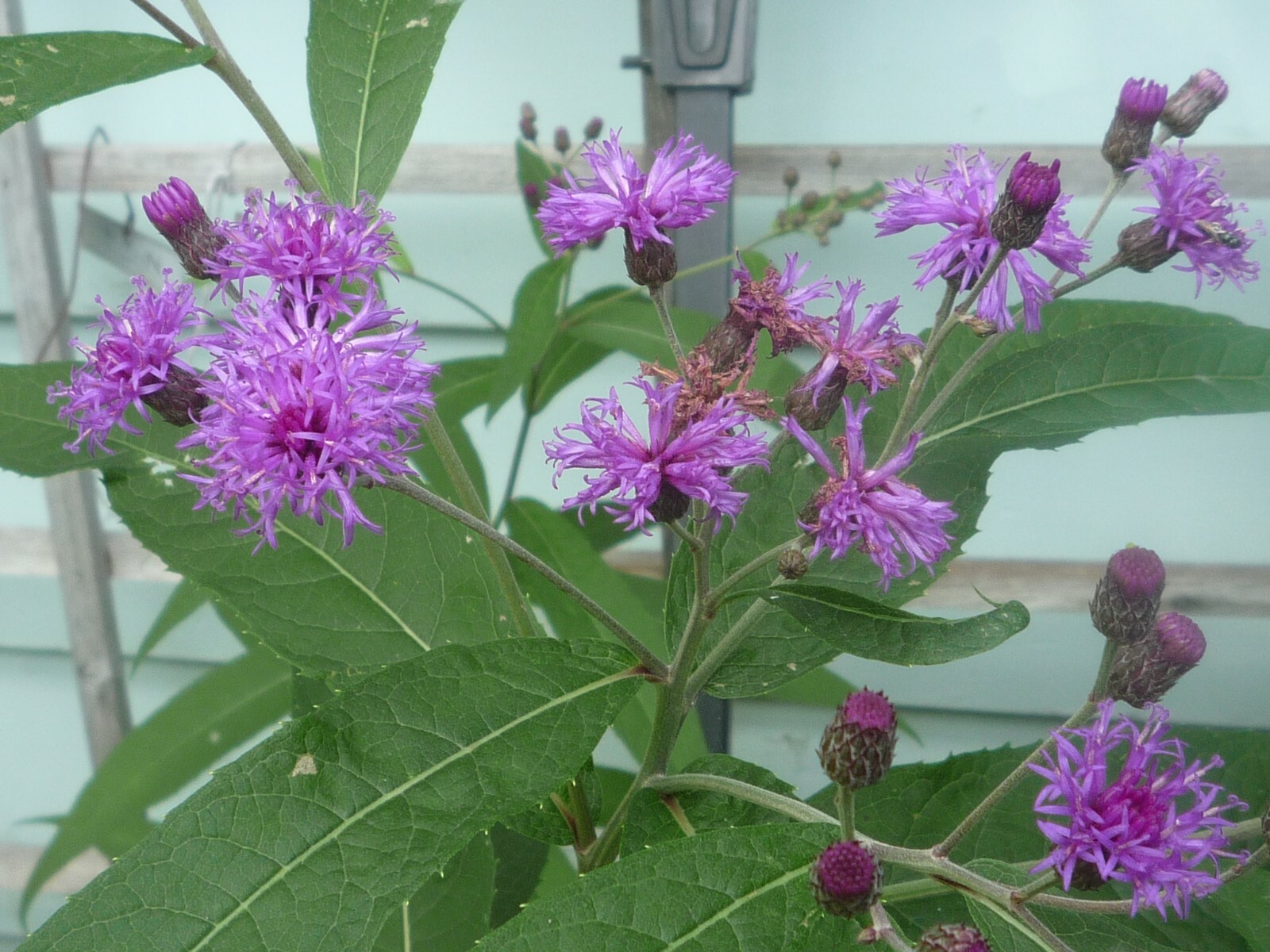 Ironweed Vernonia seeds
