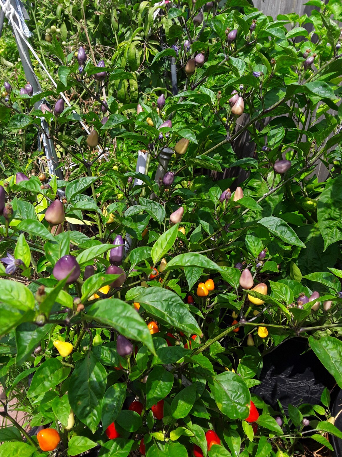 50+ Chinese 5 Color Pepper Seeds Edible & Ornamental Non-Gmo