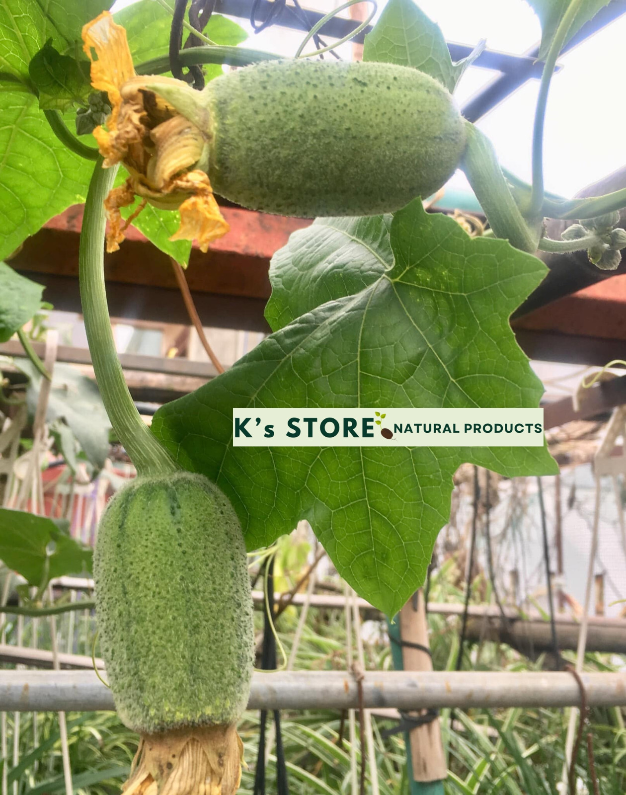 Taiwan APPLE LUFFA Hybrid Seeds; 蘋果絲瓜 very sweet can be eaten raw; from 農友種苗