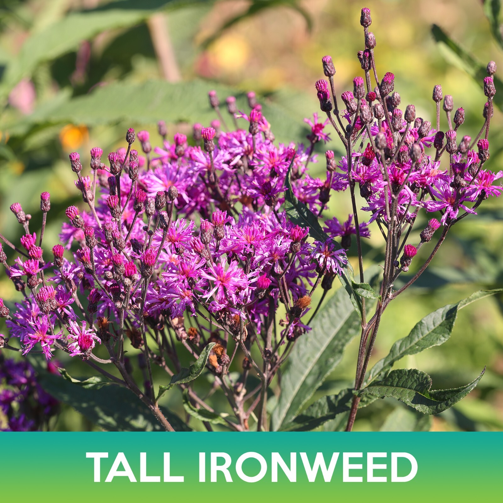 Tall Ironweed Seeds, Vernonia gigantea