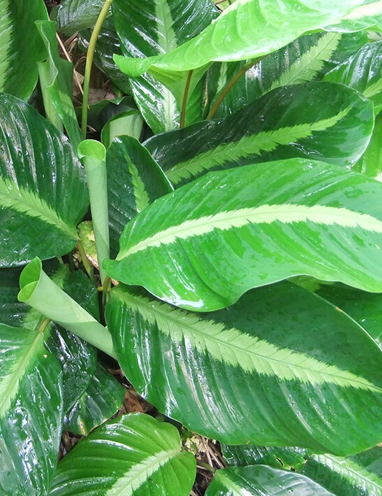 25+ Silver Stripe Calathea Seeds for Garden Planting – USA – FREE SHIPPING!