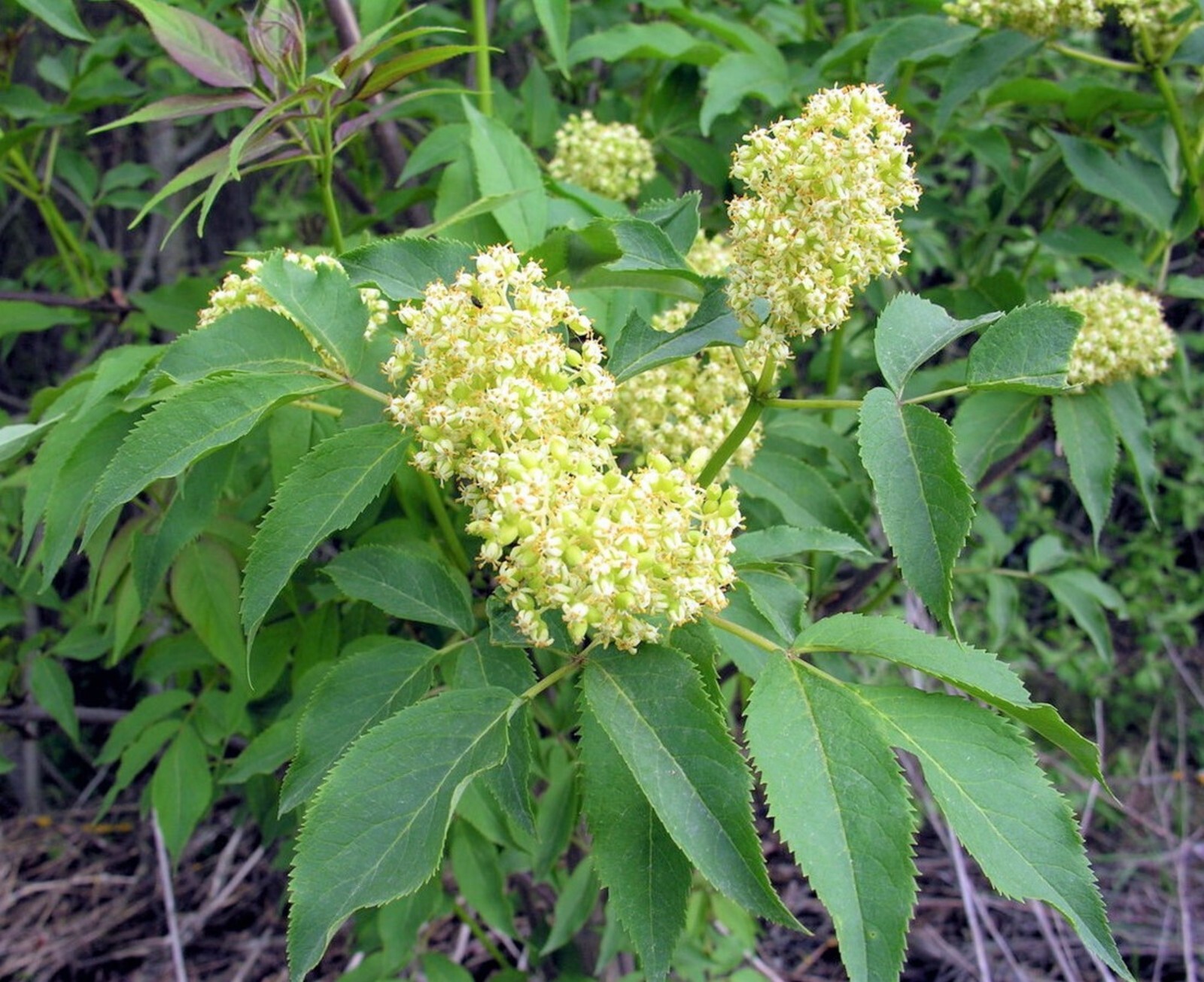 Sambucus Racemosa Seeds Red Elder Elderberry Cold Resistant Medicinal Perennial