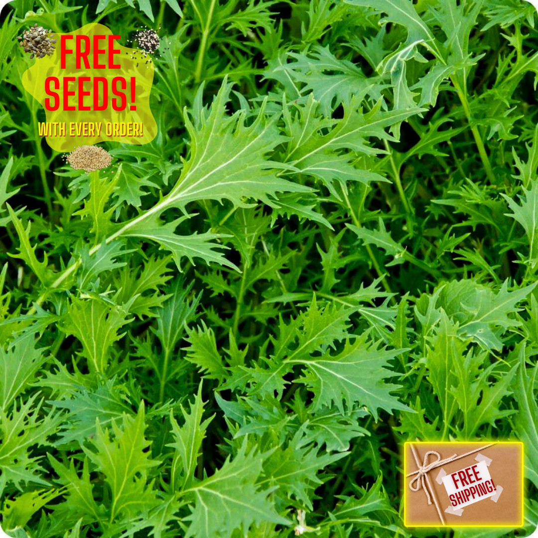 Fresh Mizuna Mustard Greens Seeds | Heirloom Non-GMO | Asian Vegetable Seeds