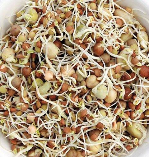 Protein Bean Seed Blend – For Sprouting – Organic – Non Gmo – Heirloom Seeds