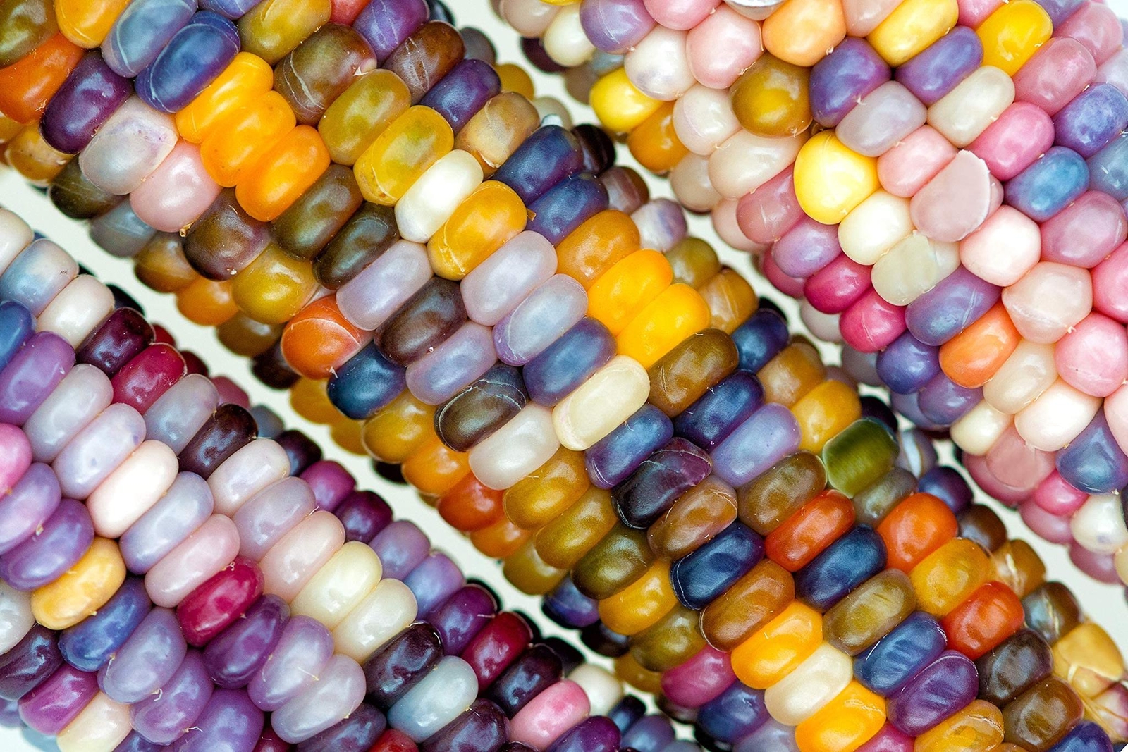 Glass Gem Indian Corn Seeds for Planting – 25+ Seeds – Vibrant Translucent Kerne