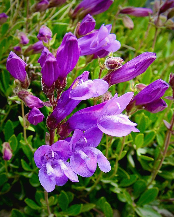 Beardtongue, Hairy (Penstemon hirsutus) Flower Seeds Free Shipping!