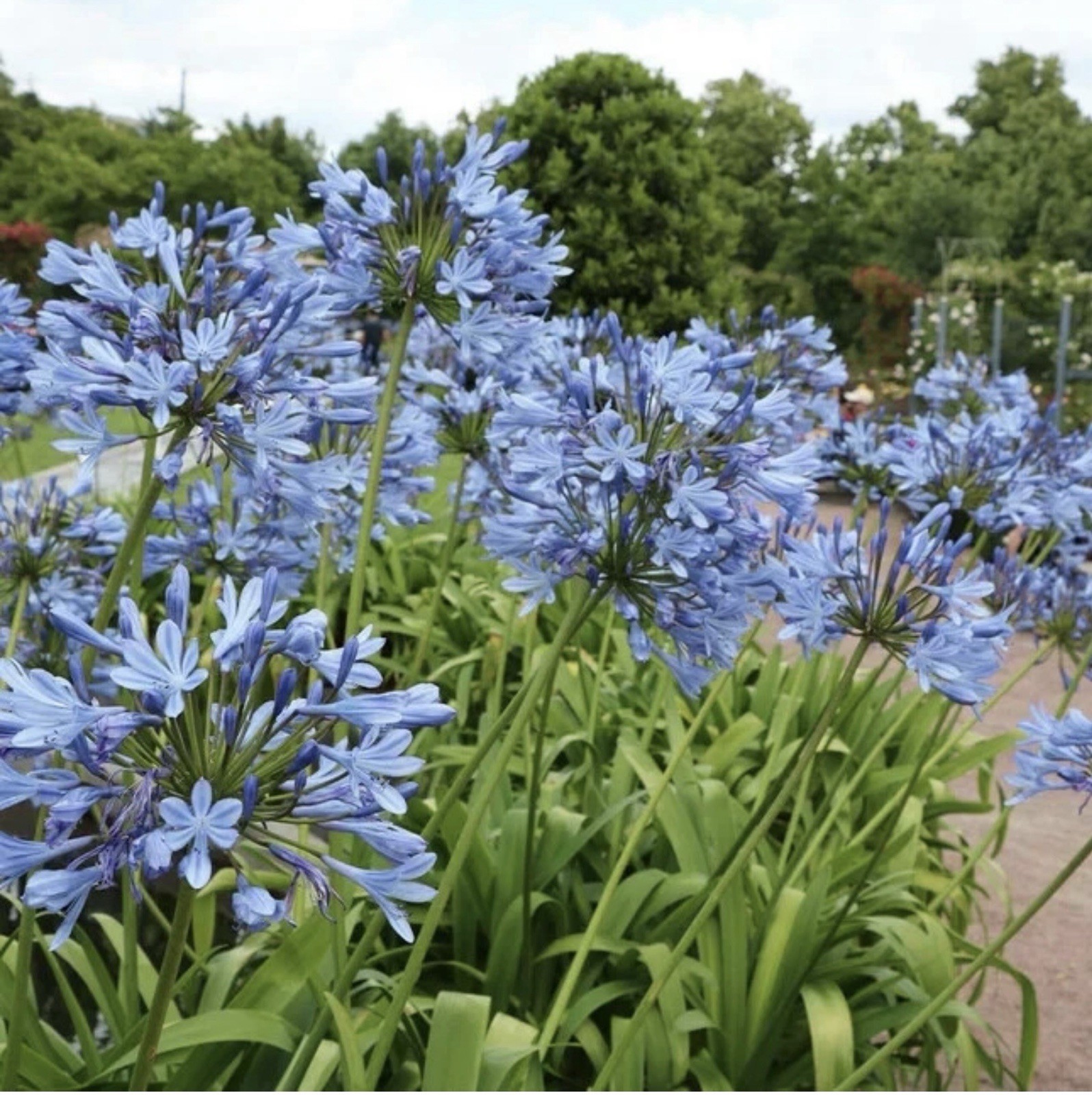 35+ AGAPANTHUS BLUE LILY OF THE NILE FLOWER SEEDS / PERENNIAL