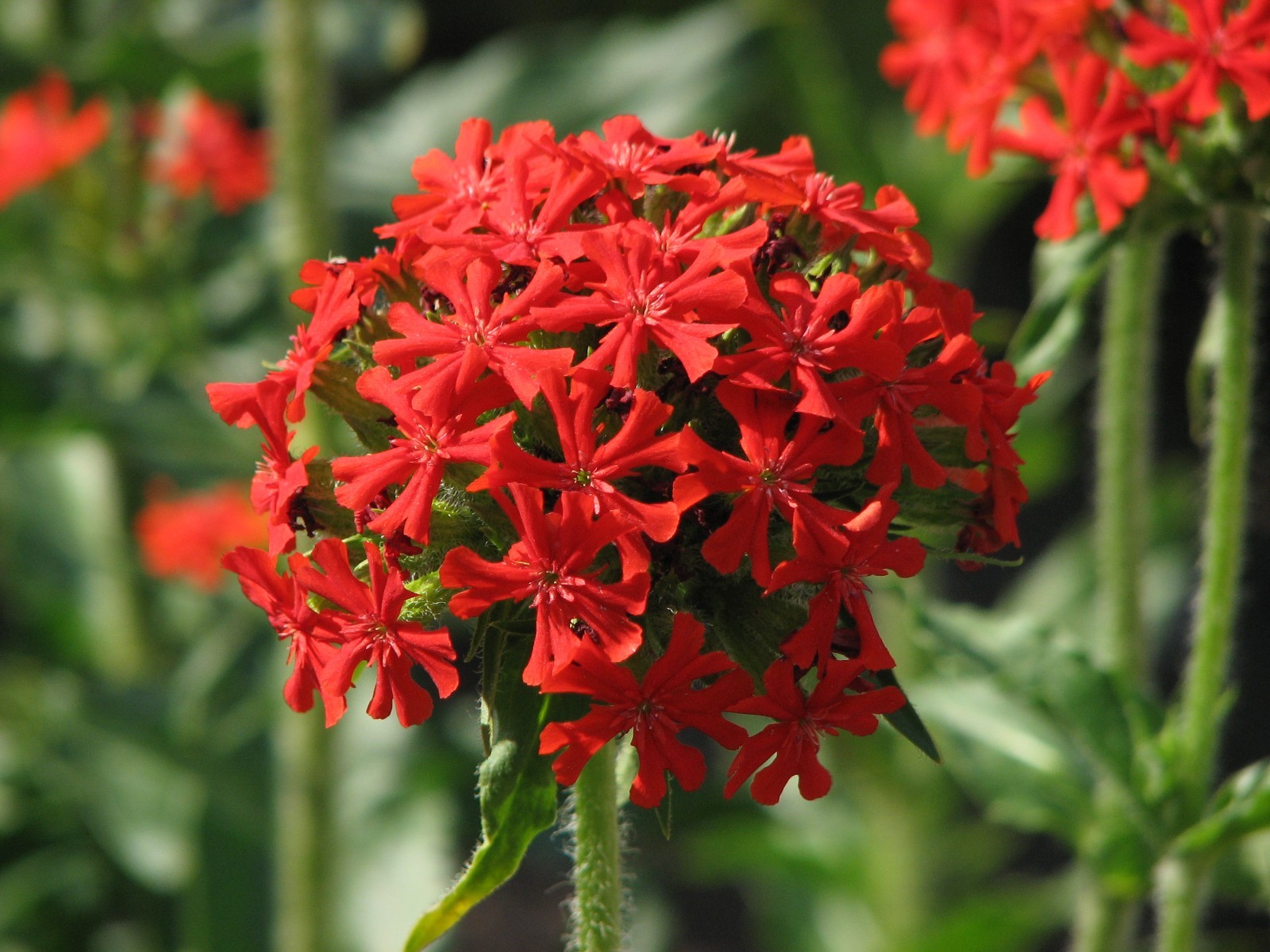 Lychnis chalcedonica MALTESE CROSS Seeds!
