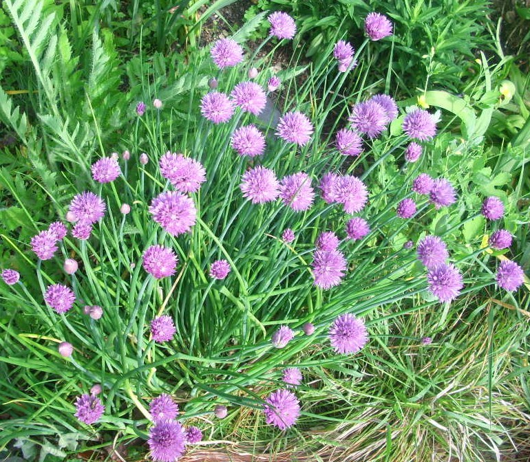 40 COMMON CHIVE SEEDS – Allium schoenoprasum