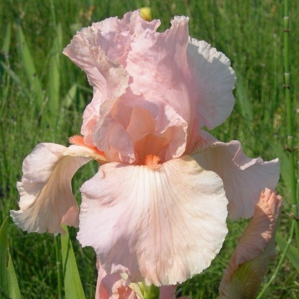 Tall Bearded Iris Reblooming Pink Attraction Freshly Dug 1 Rhizomes