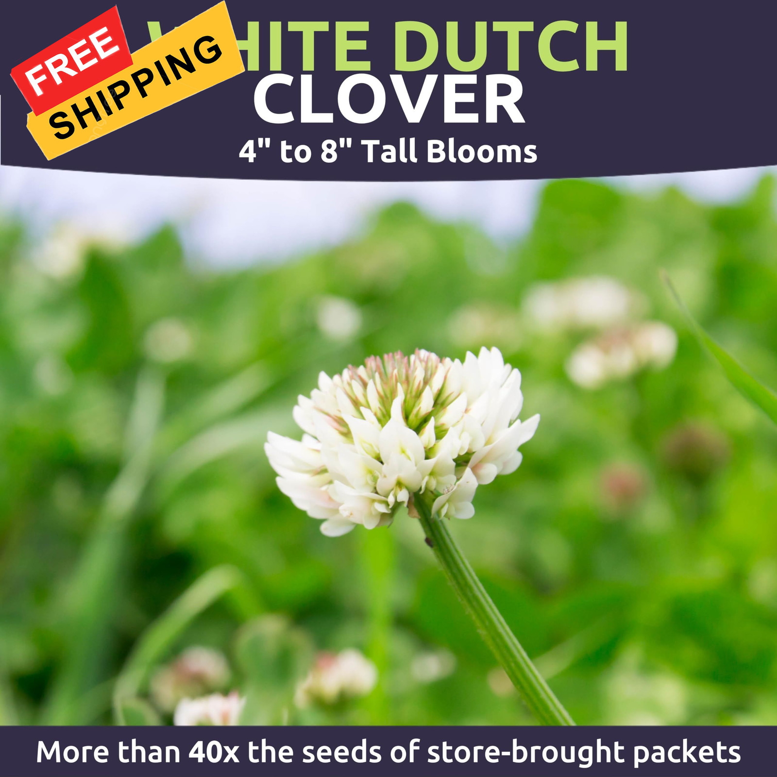 White Dutch Clover – Bulk 1/4 Pound Pouch – Bag (150,000 Seeds)