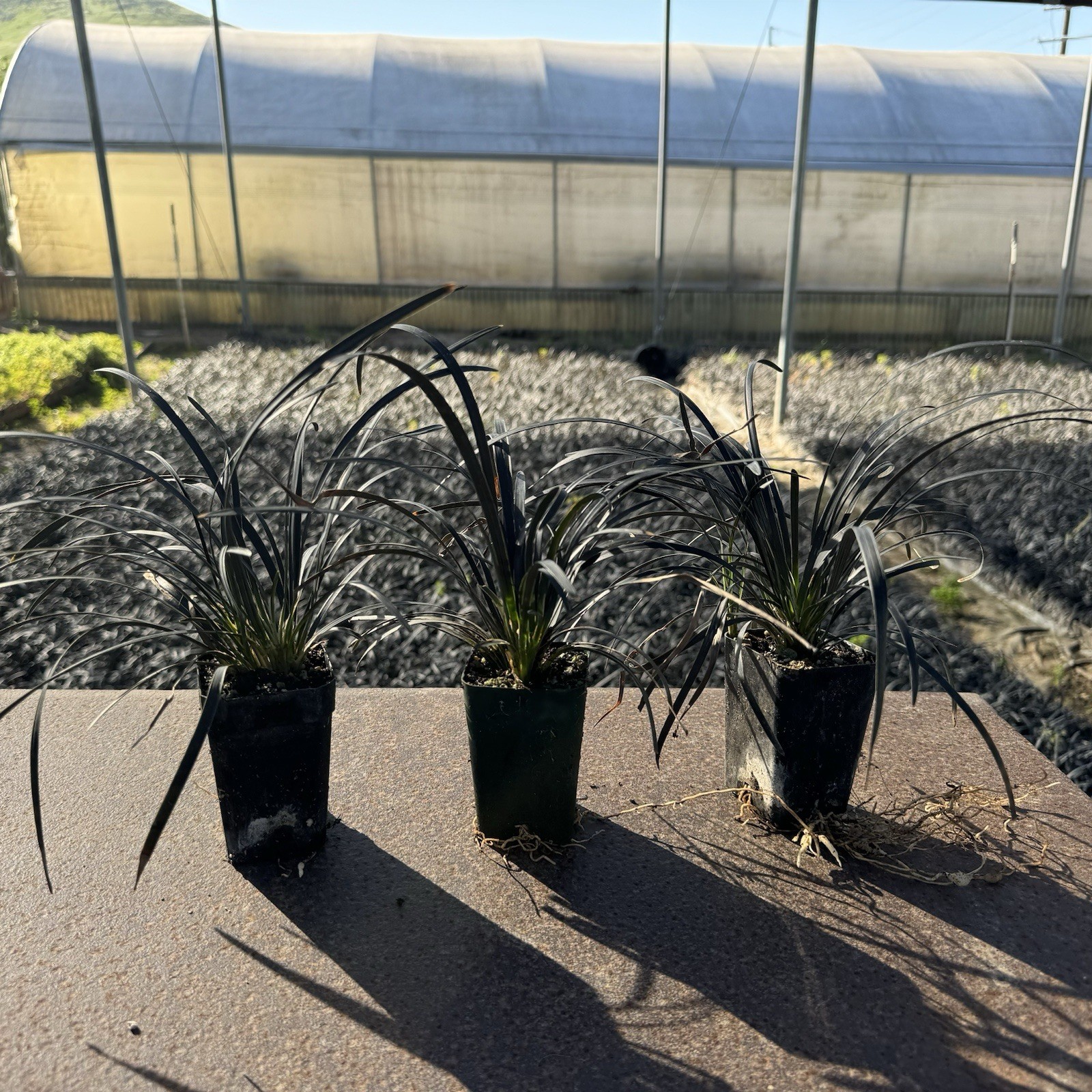 2 IN PACK, Black Mondo Grass, Ophiopogon planiscapus ‘Nigrescens’,TWO LivePlantS
