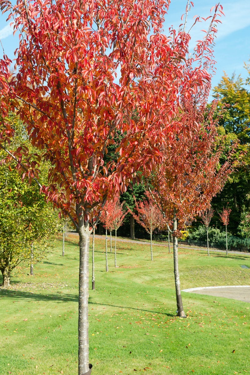 European Black Cherry Tree | Premium Seeds | Prunus padus ‘Fall’ | Plants’®