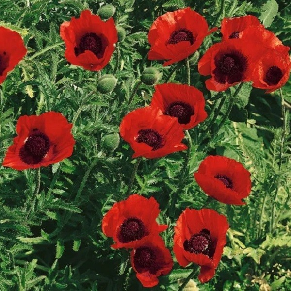 Premium Stratified Heirloom Papaver Giganteum Seeds Gorgeous Giant Red Flowers