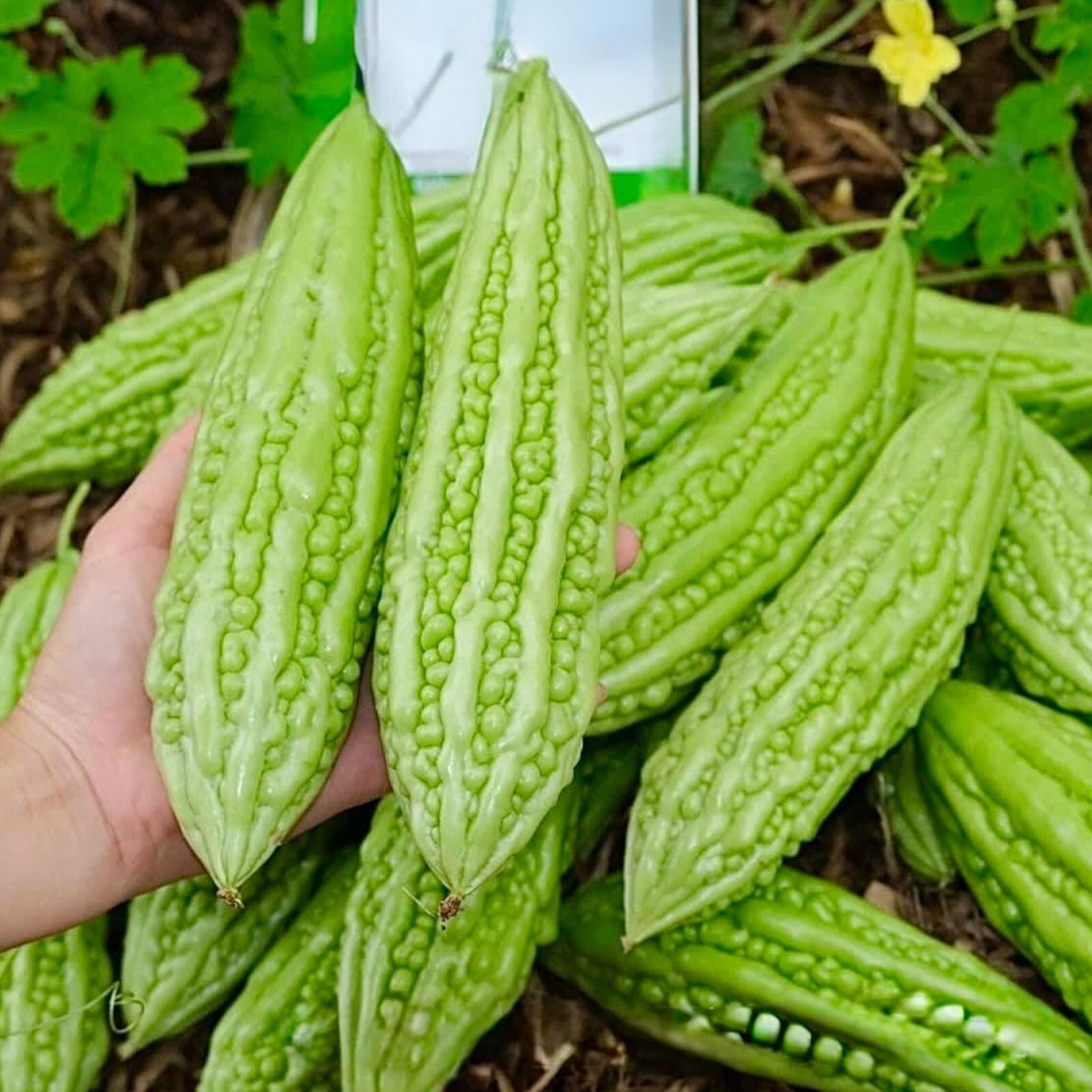 15pcs Bitter Melon Seeds – Fast-Growing Green Skin Bitter Gourd (Balsam Pear)