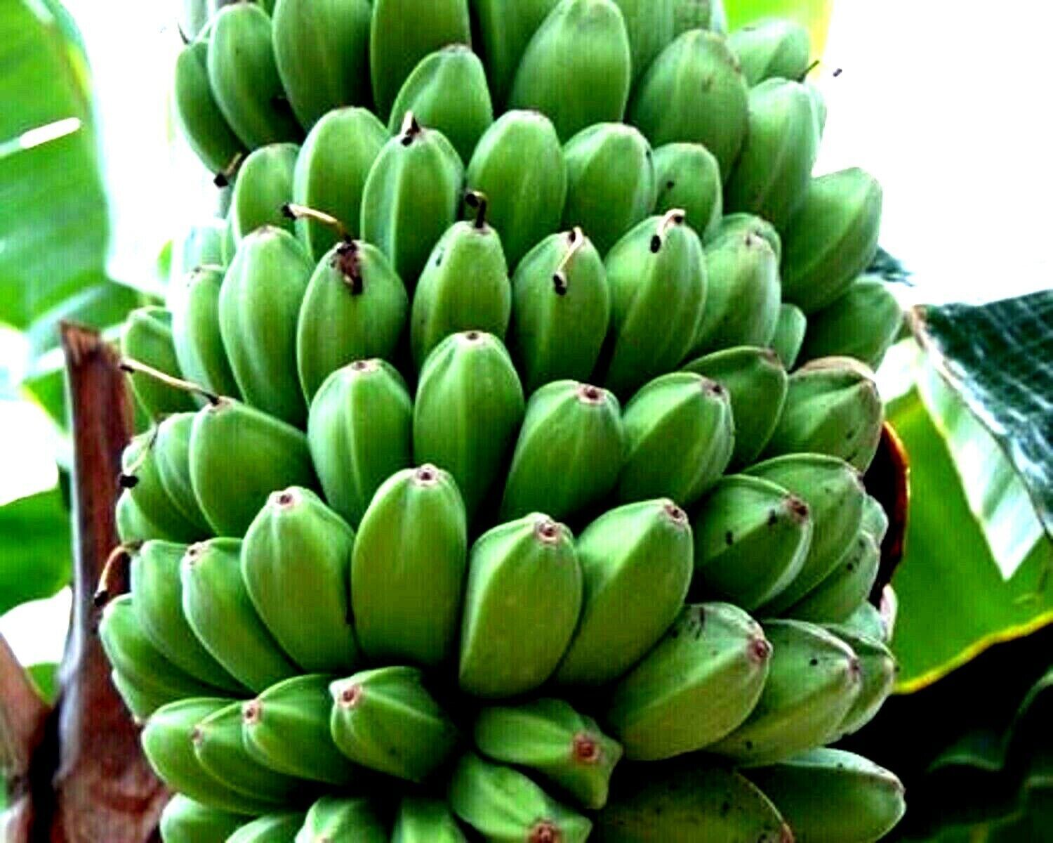 10 Red Tiger Darjeeling Banana Plant Tree Seeds (Musa sikkimensis) Hardy-Zone 5