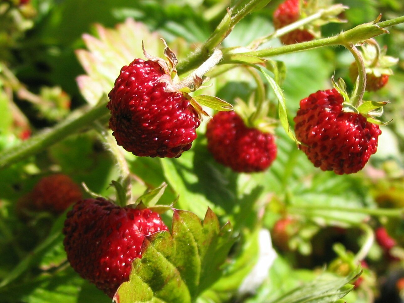 Alpine Strawberry Fragaria Vesca fast growing 100+ seeds Free Shipping!