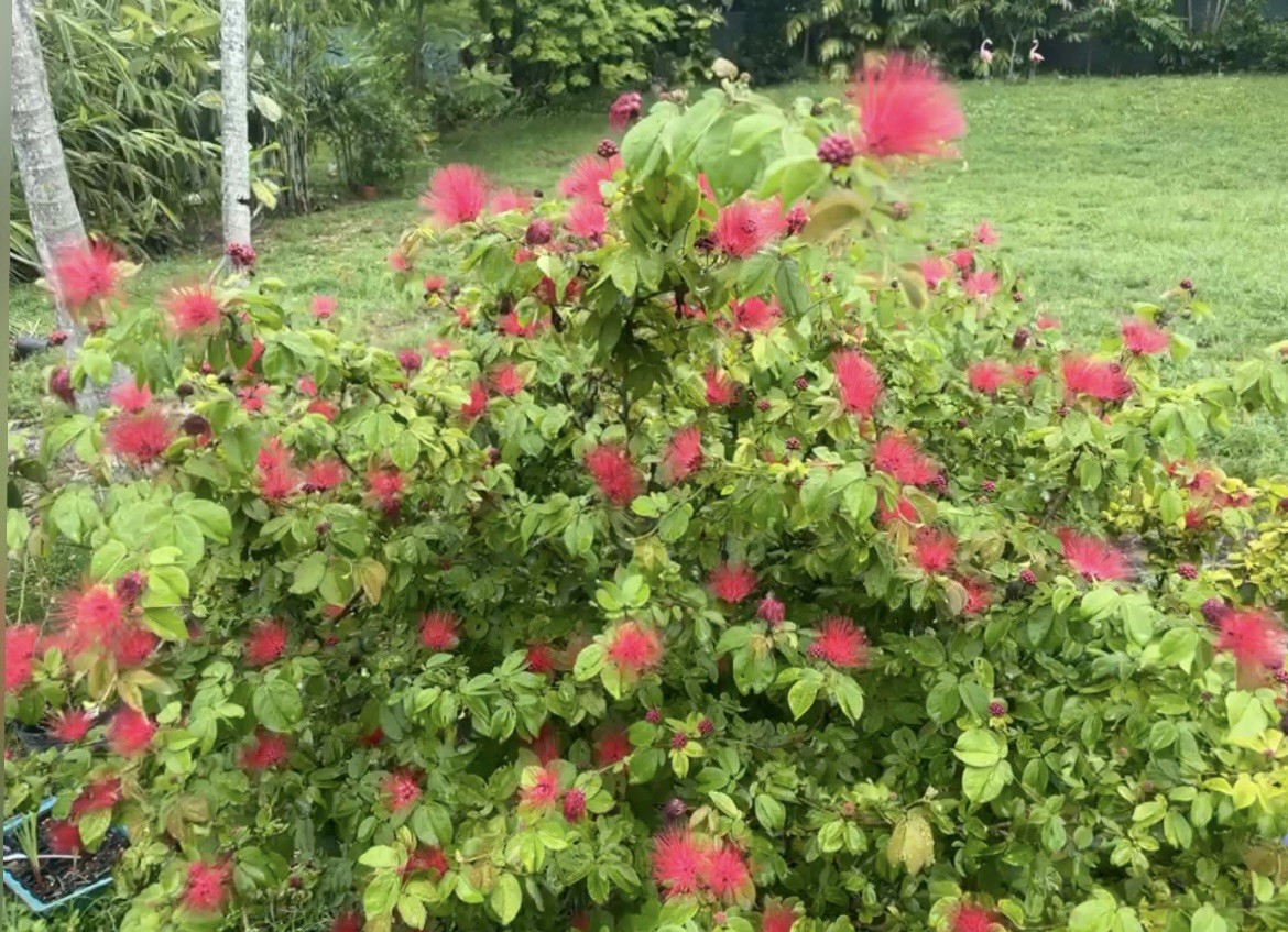 5 Red Dwarf Calliandra Haematocephala – Powder Puff Seeds – Hummingbird Heaven