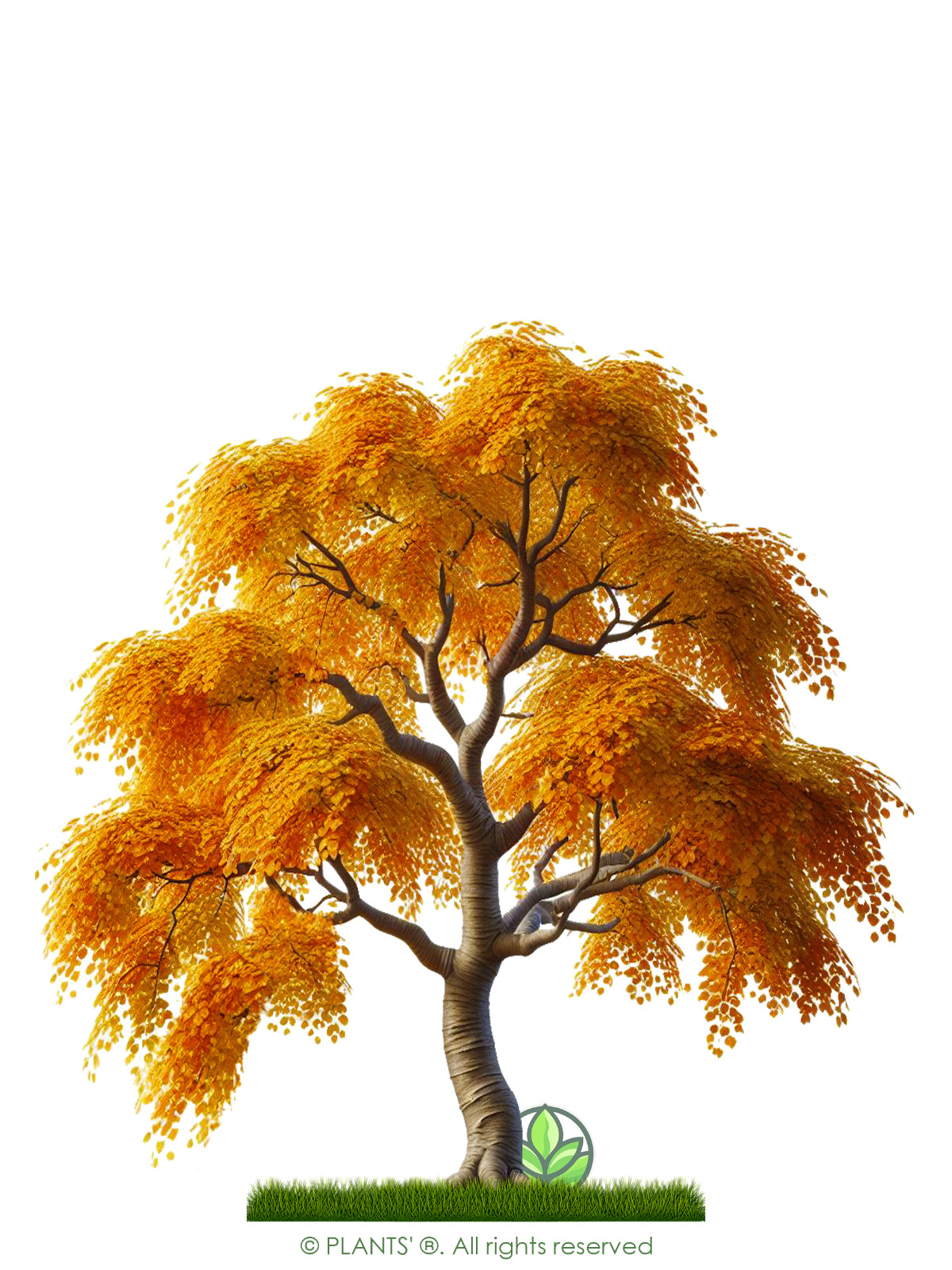 Japanese Cherry Tree PB | Premium Seeds | Prunus serrulata ‘Fall’ | Plants’®