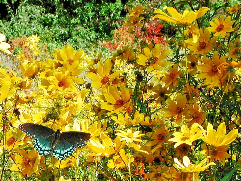 101+SWAMP MARIGOLD Seeds Tickseed Native Wildflower Shrub Bush Flowers Fast Easy