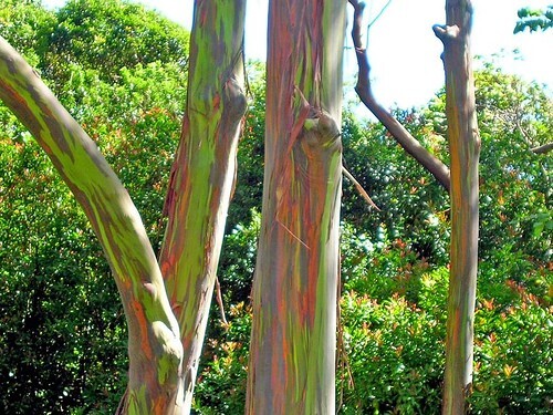 10 Eucalyptus deglupta Rainbow Eucalyptus Tree Seeds USA SELLER