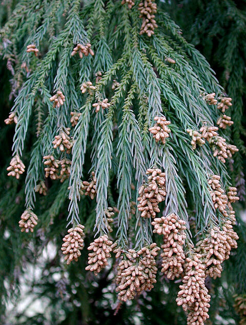 Japanese Red Cedar, Cryptomeria japonica, Tree Seeds