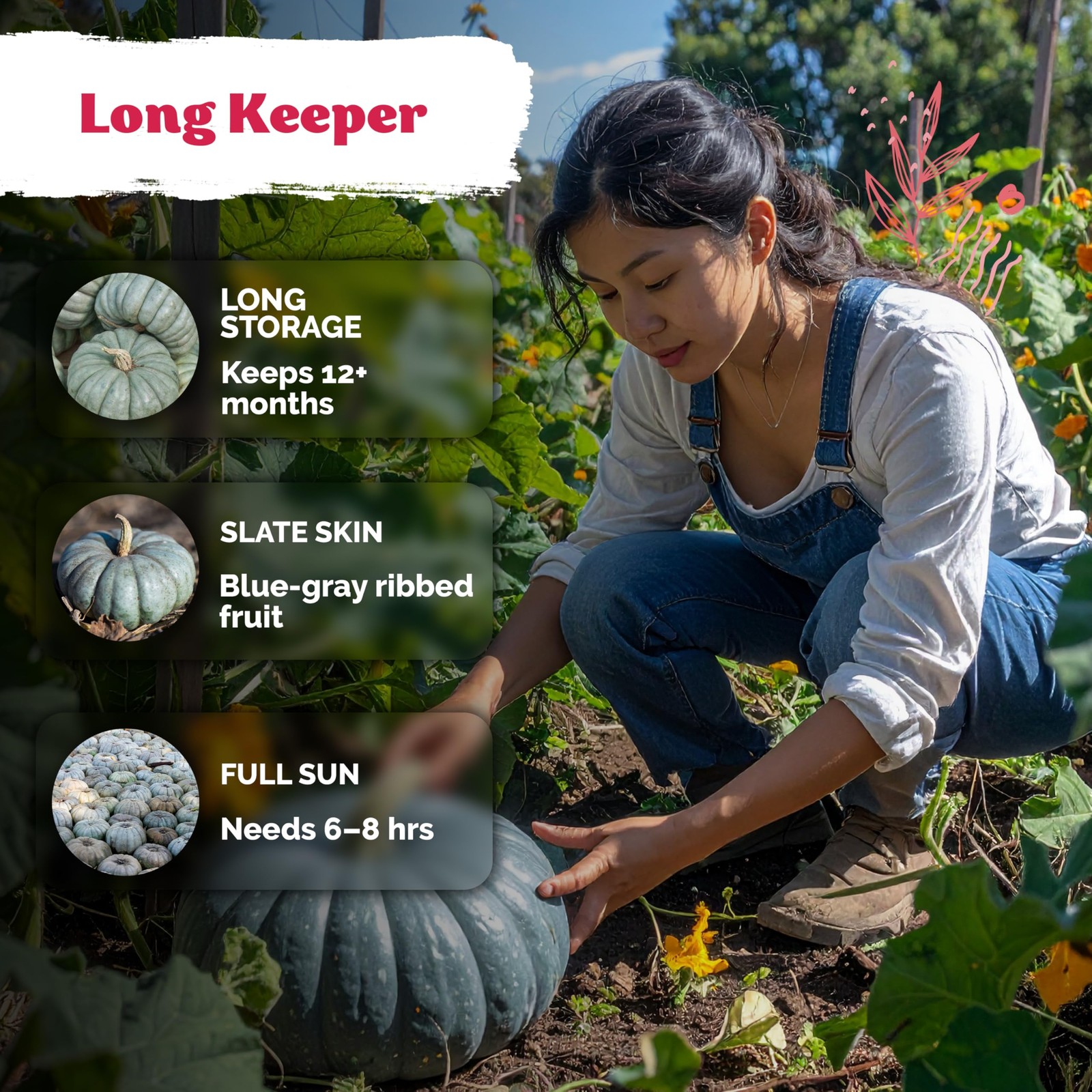 Jarrahdale Pumpkin Seeds NonGMO Heirloom Seeds for Gardens and Containers