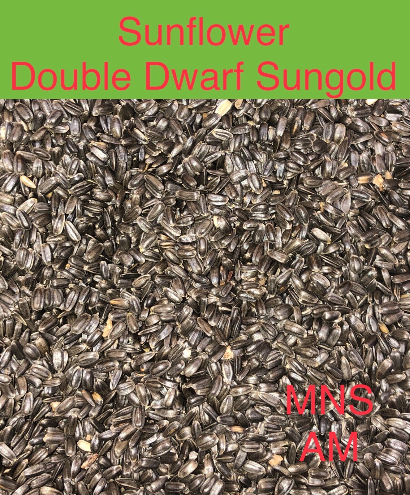 Sunflower SUNGOLD Fuzzy DOUBLE DWARF 2-3′ Pollinators Love Non-GMO 100 Seeds