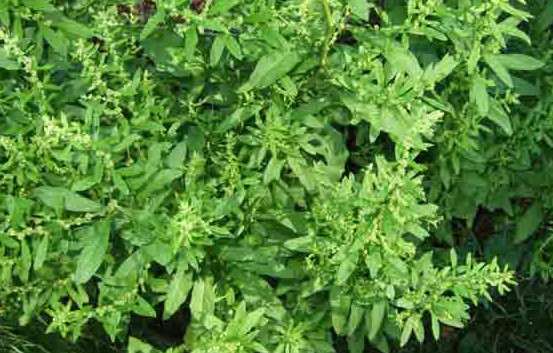 1/4 gram USDA Organic Epazote 100s of seeds Chenopodium ambrosoides