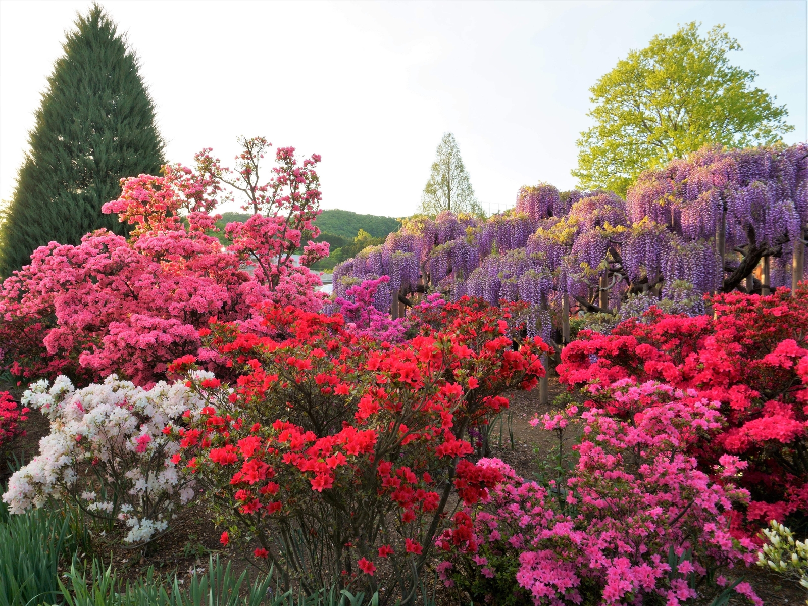 25 MIXED COLORS AZALEA Rhododendron spp Red Purple Flower Shade Bush Shrub Seeds