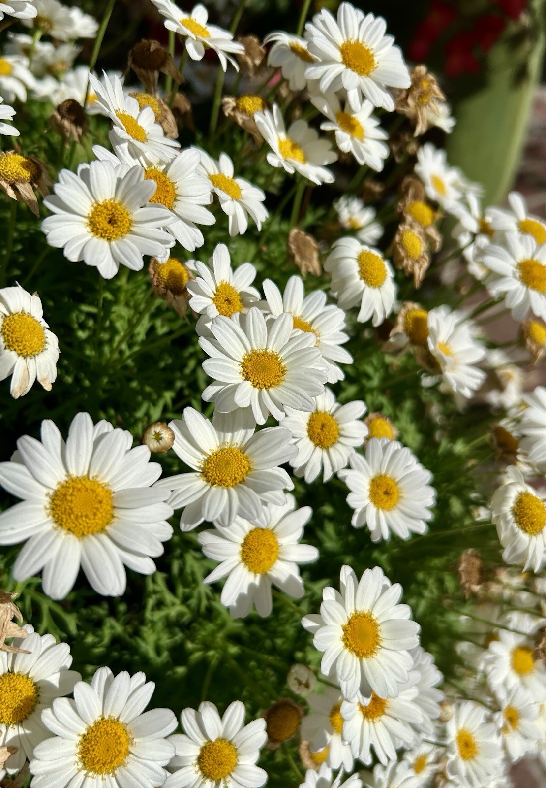 White Marguerite Daisy, Argyranthemum Frutescens – 200 seeds 2026 – USA