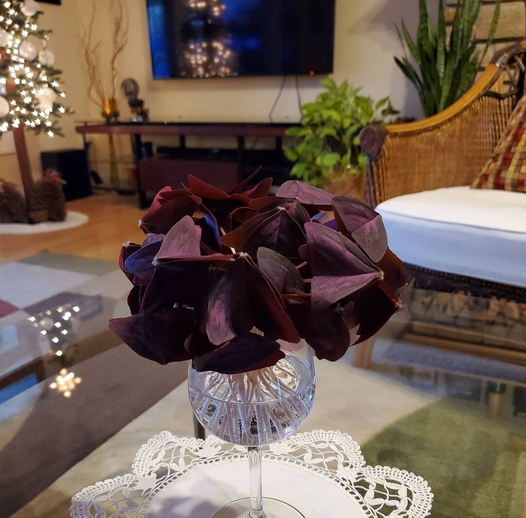 10 – Oxalis Tringularis, Purple Shamrock, Love Plant, Good Luck Plant – bulbs