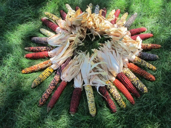 1000+ Indian Corn Seeds – Heirloom – NON GMO – FRESH